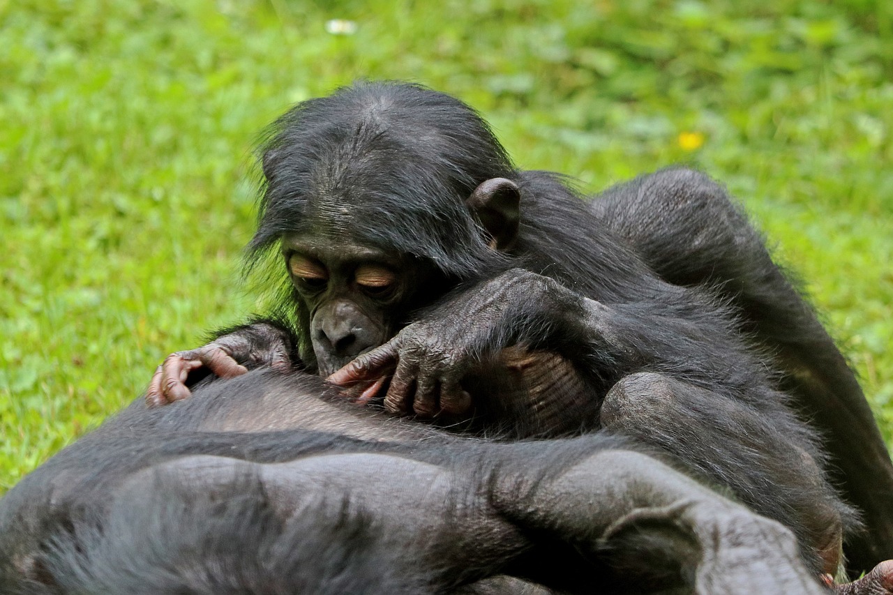 Bonobo Science